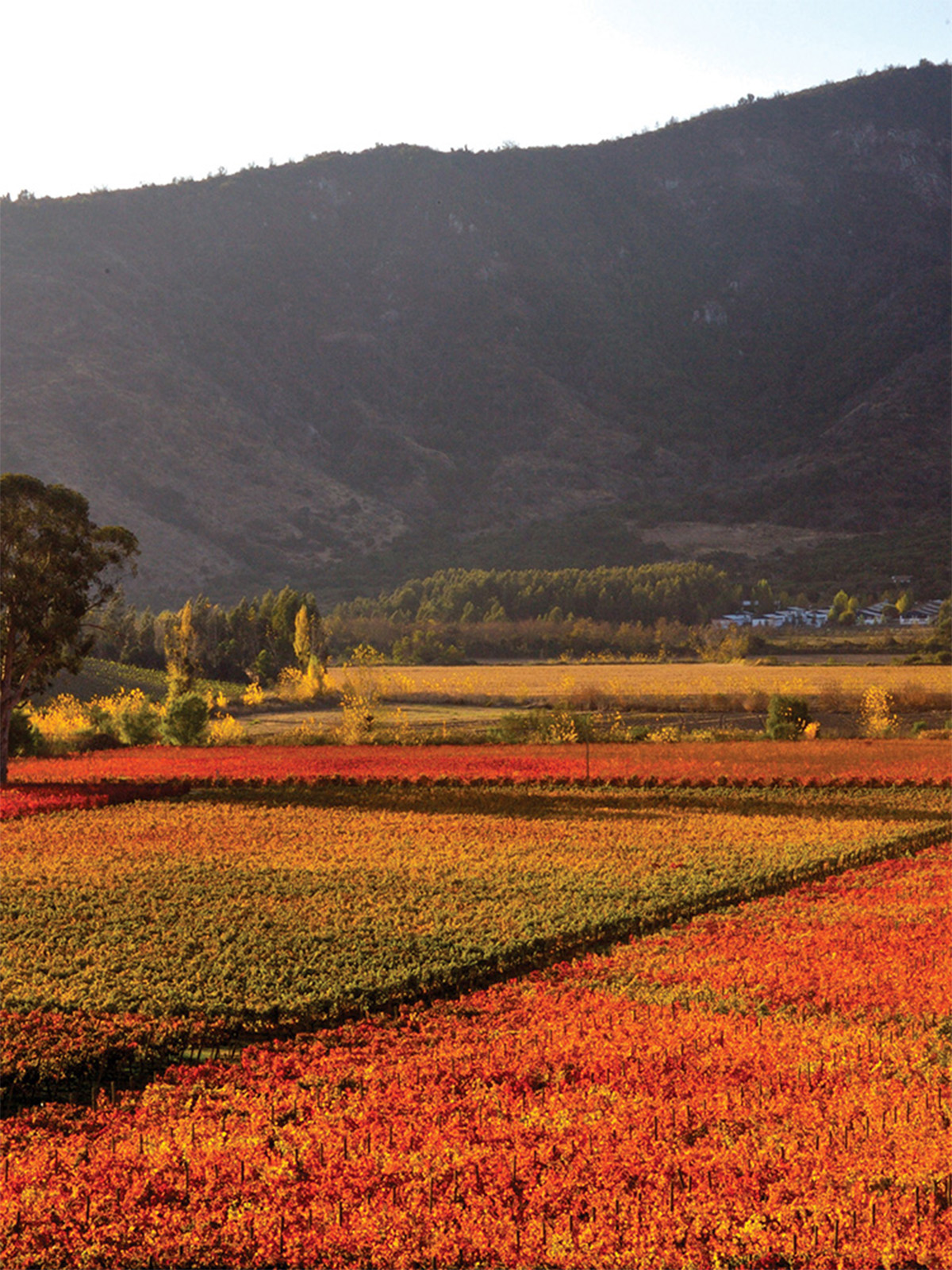 A photograph of the Peumo Vineyard showing rich orange and yellowing vine rows with trees scattered in the background and running along the bottom of a tree-covered mountain in the background. 