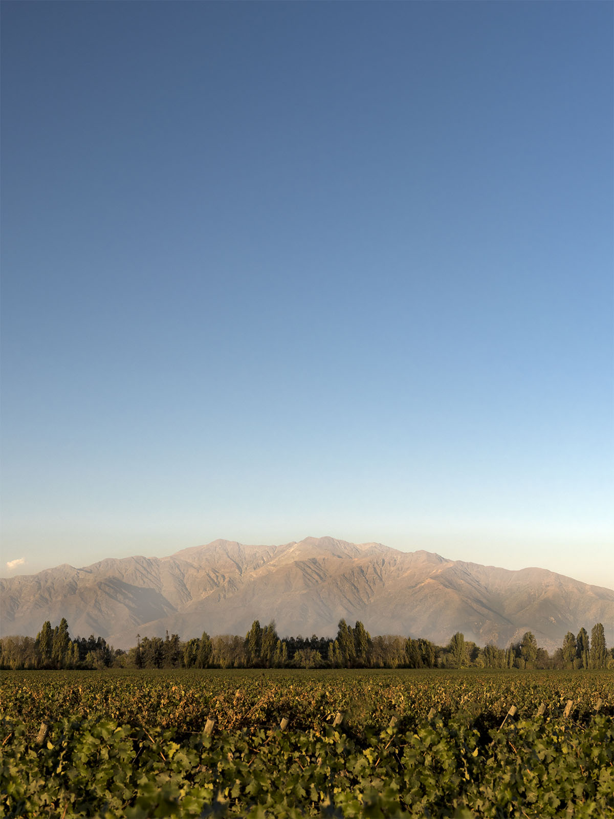A close-up photograph of the tops of grapevines with trees in the distance and mountains covered in fog in the background. 