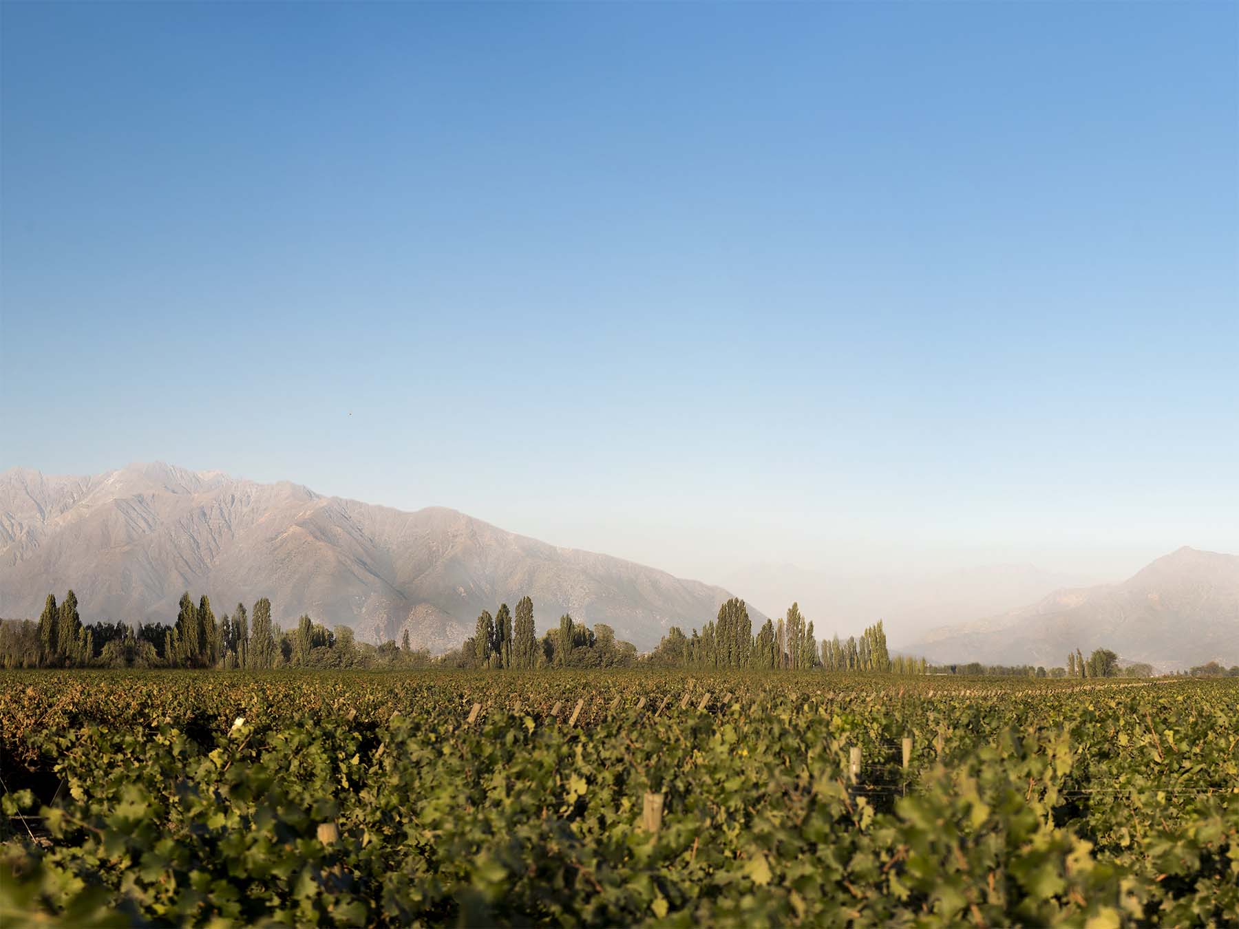 A close-up photograph of the tops of grapevines with trees in the distance and mountains covered in fog in the background. 