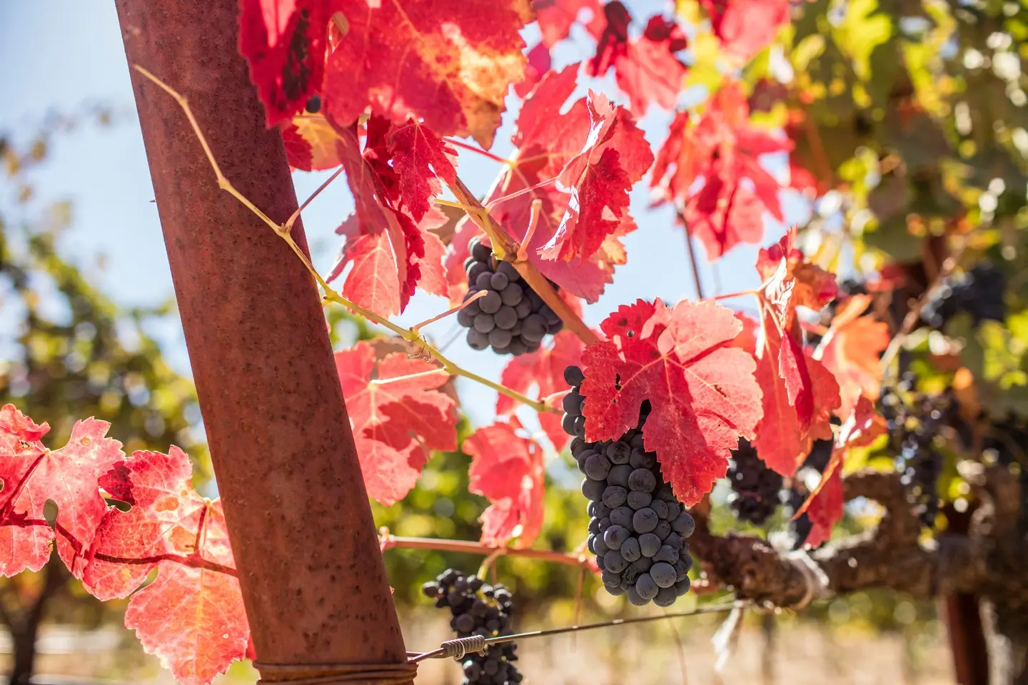 A close-up photograph of grapevines and grapes. The leaves are a rich red and the grapes are ripe. 