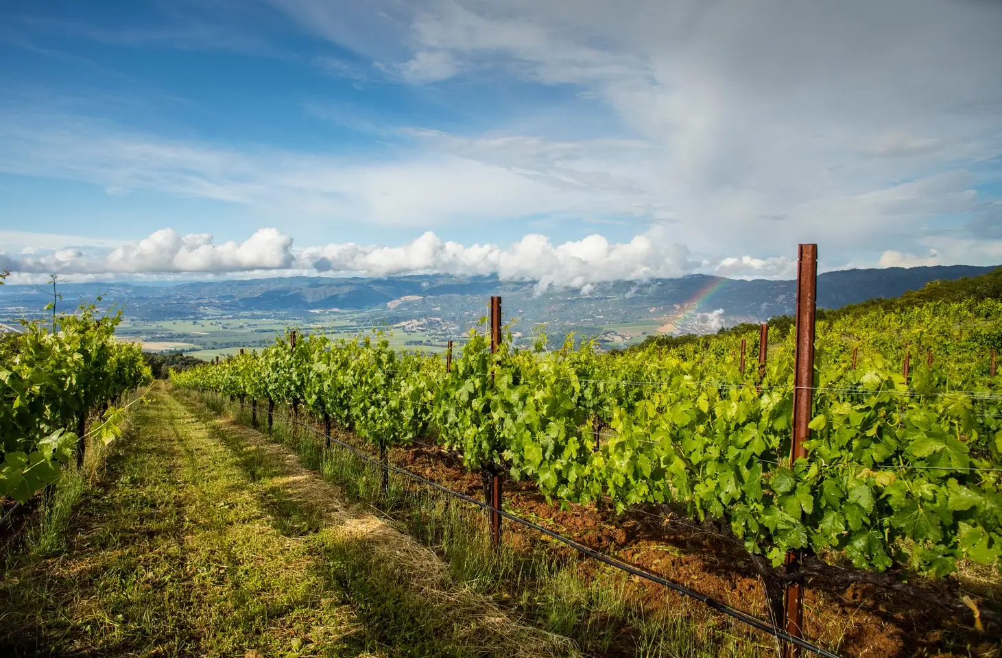 A vibrant photograph of grapevines taken from between two vine rows. A landscape in the far-off distance is covered by clouds and a rainbow can be seen in the right corner of the photograph. 