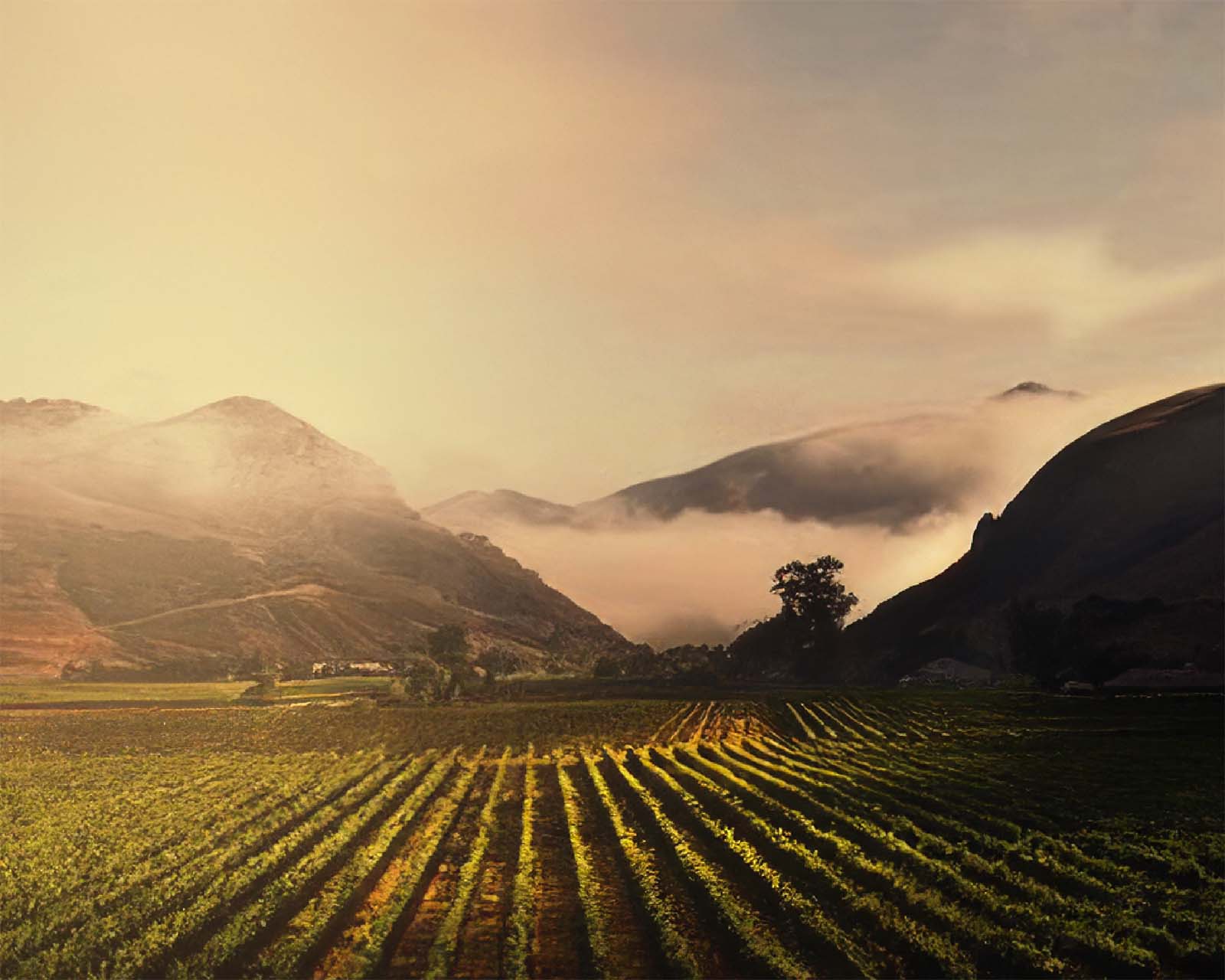 A photograph of Bien Nacido Vineyard that shows the vine rows in front of a foggy mountainous range. The sky is overcast and foggy, with clouds covering and engulfing the mountains in the background. 
