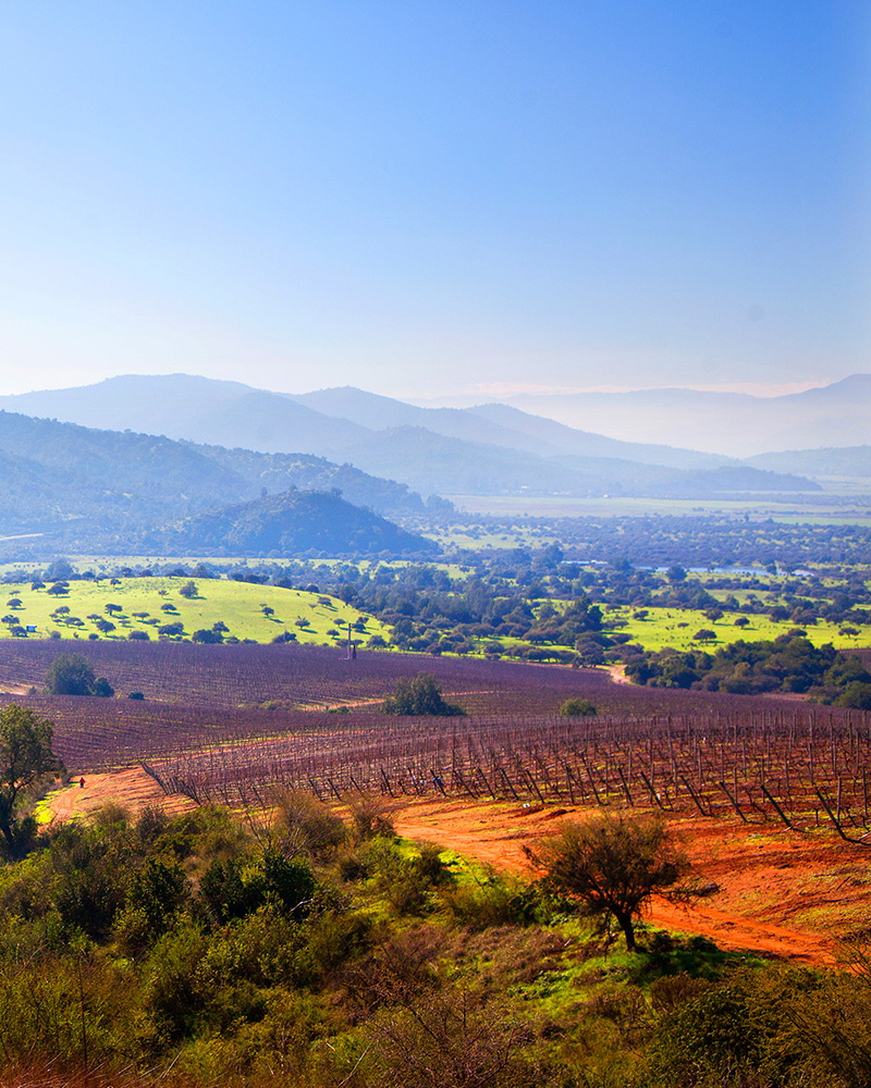 A long-shot photograph showing leafless vine rows atop orange hills, with sprawling green hills scattered with trees in the background as well as a foggy mountainous range. 