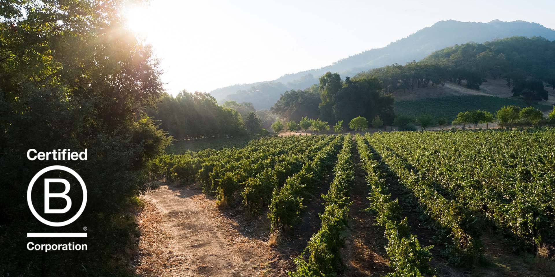 A wide shot photograph of a vineyard with sprawling hills and a mountain in the distance. 