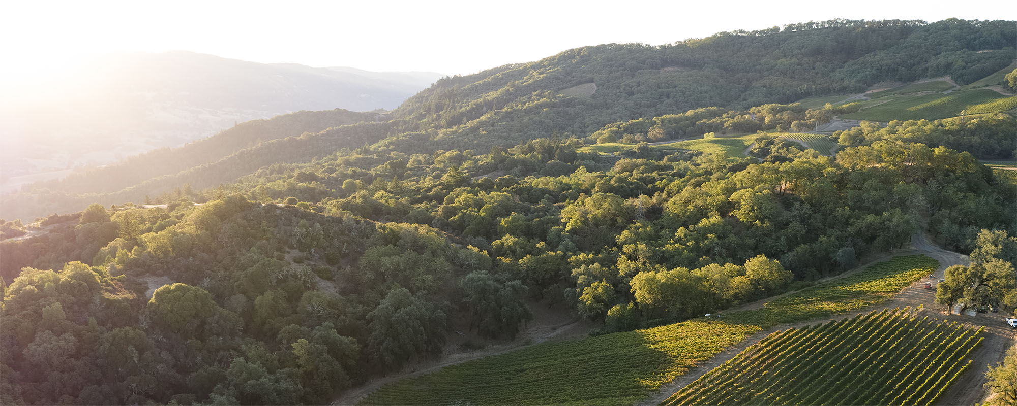 A bird-eyes view of a vineyard with dense trees sprawling in the background, and a mountain in the far-off distance. 