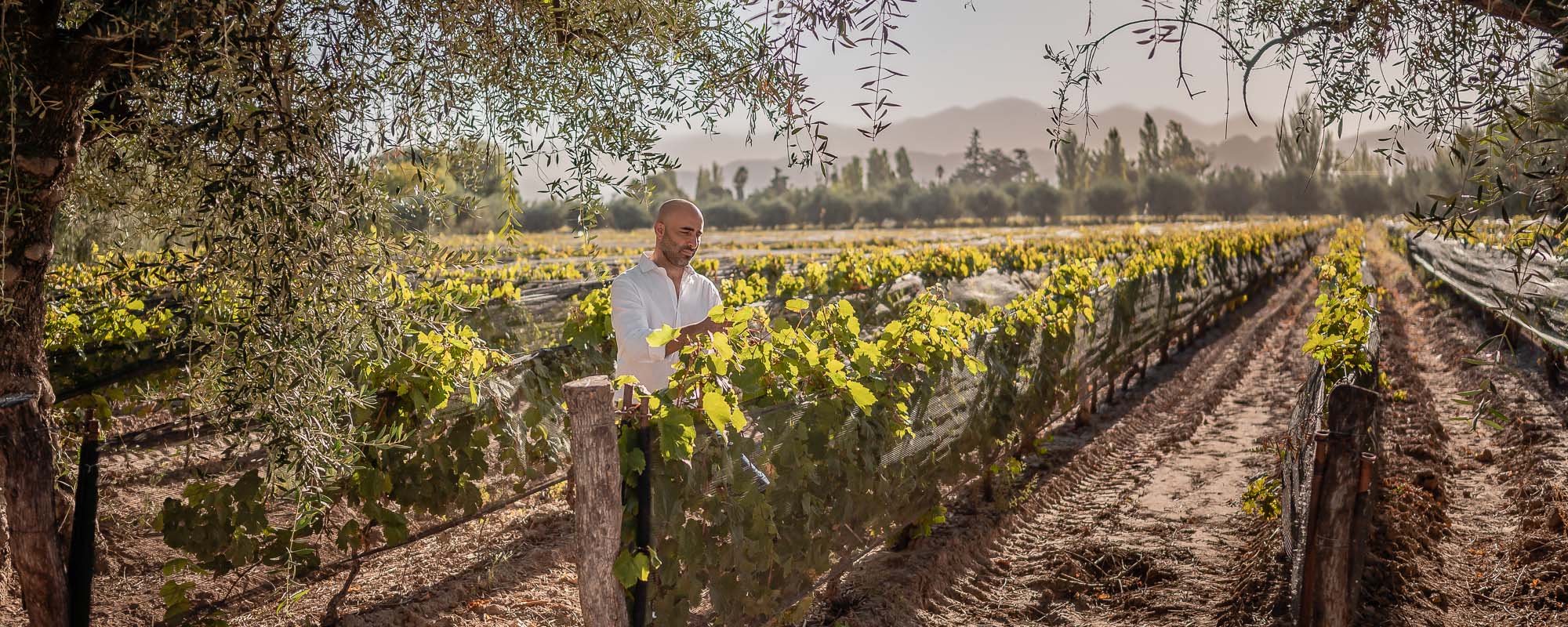 A photograph of a man inspecting a grapevine in a large vineyard with neatly planted trees and mountains in background. 