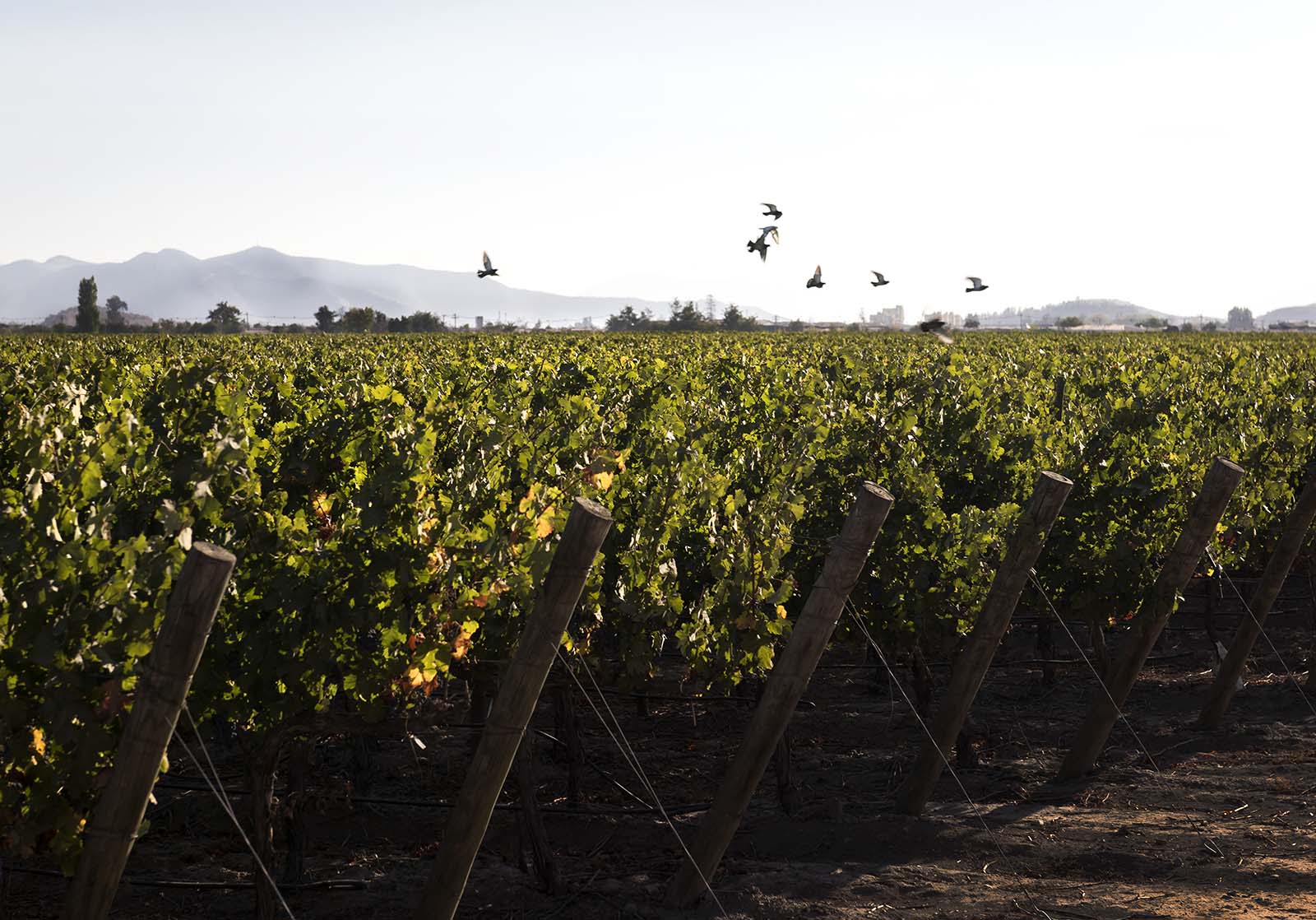 A photograph of the Maipo Valley vineyards, in which birds can be seen flying over top dense vine rows. Mountains can be seen in the background, covered by a light fog. 