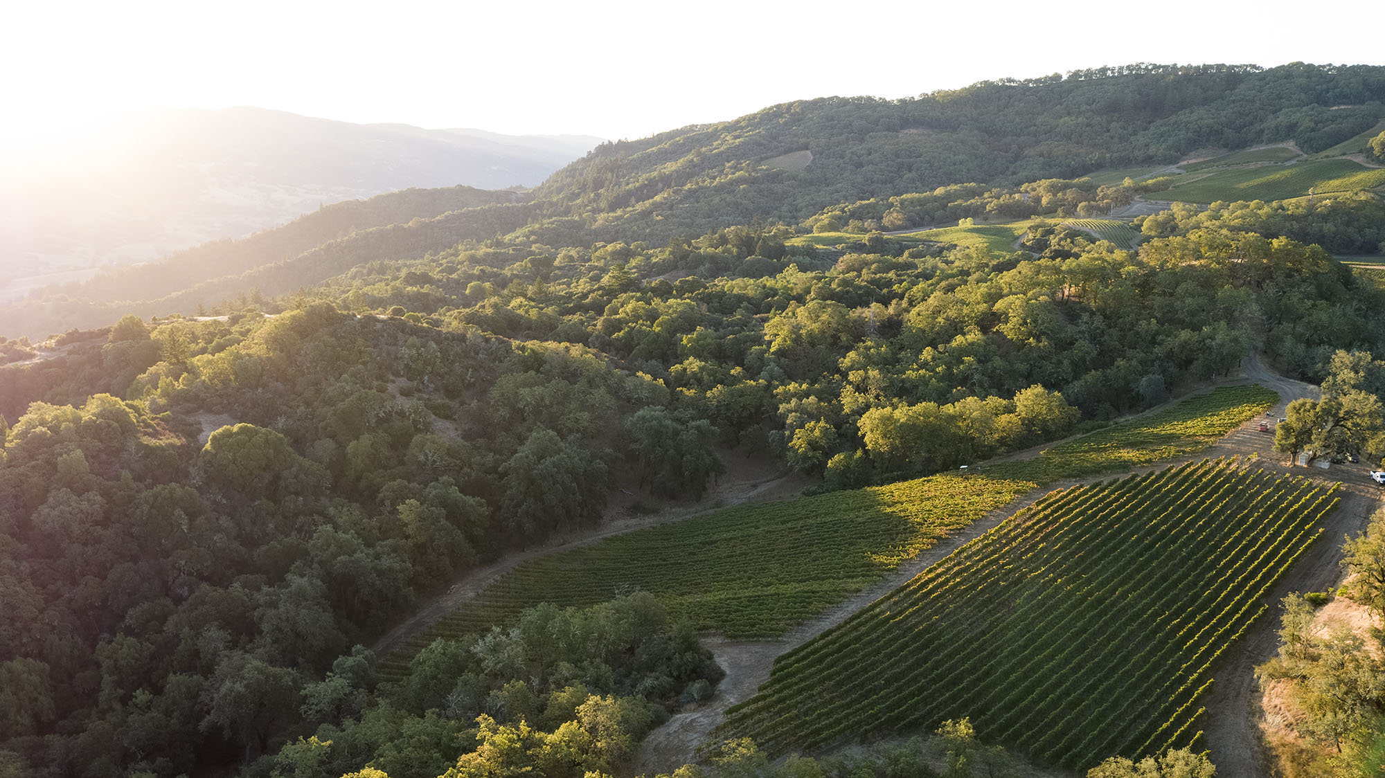 A birds-eye view photograph of a vineyard, with hills and sprawling, dense trees surrounding the vineyard. 