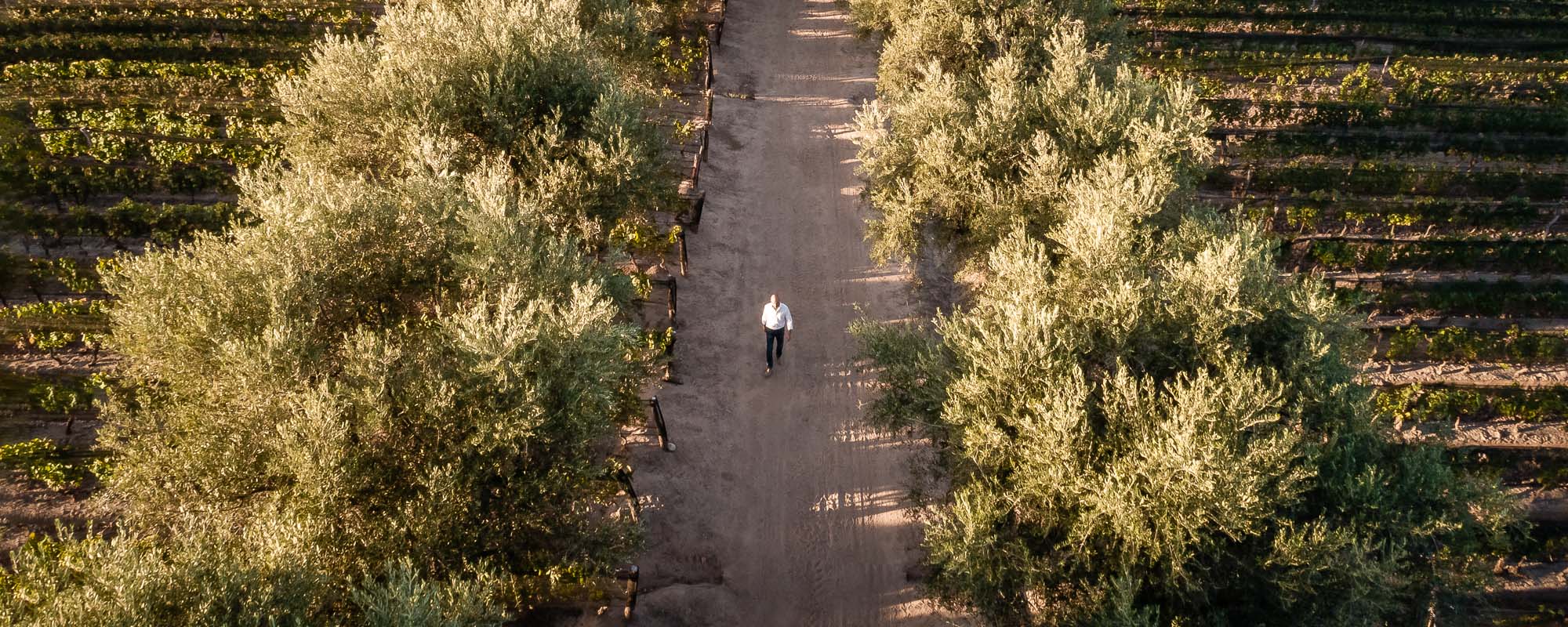 Birds-eye photo of a man walking along a dirt road that stretches between two vineyards edged with bushes. 